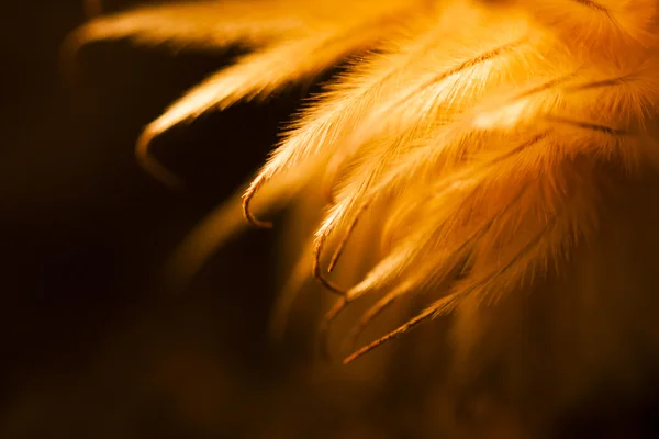 Abstract composition with dried clematis seeds and light — Stock Photo, Image