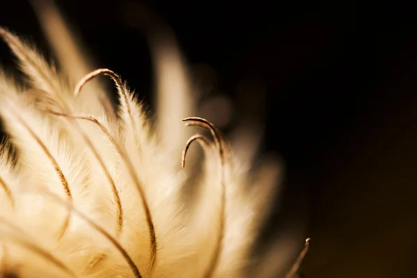 Composição abstrata com sementes de clematis secas e luz — Fotografia de Stock