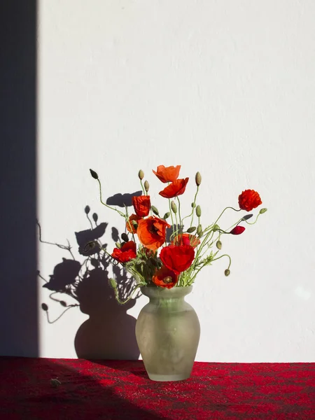 Poppies in the vase — Stock Photo, Image