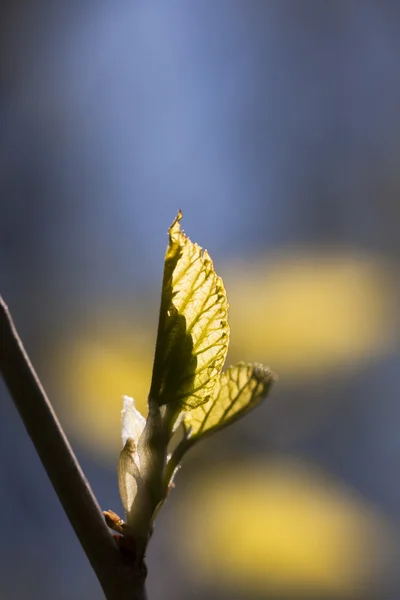 Světle zelené listy na přírodní pozadí — Stock fotografie