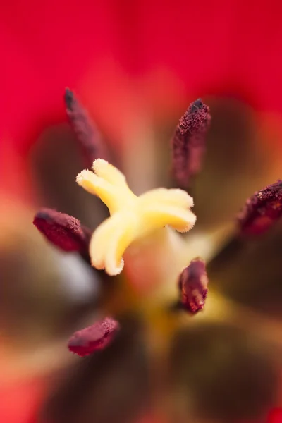 Tulip core — Stock Photo, Image