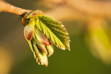 doğal zemin üzerine açık yeşil yaprakları