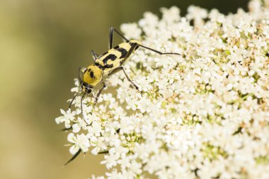 büyük sarı beyaz çiçek böcek