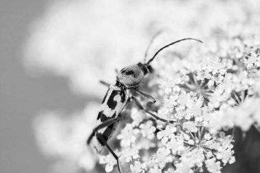 siyah-beyaz büyük sarı böcek üzerinde beyaz bir çiçek