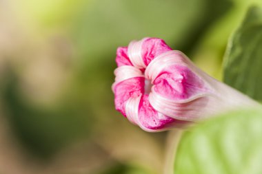 Ipomoea purpurea çiçek detayları ile kapalı