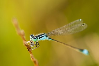 kurutulmuş bitki üzerinde bir yusufçuk ayrıntılar.