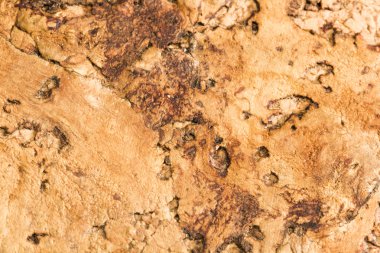 mantar doku arka plan