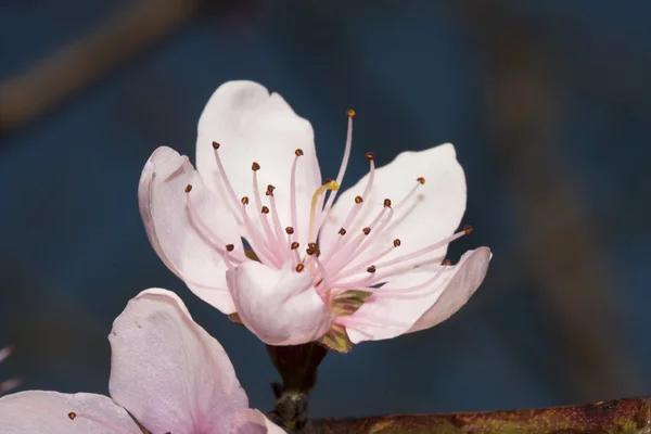 Цветок айвы — стоковое фото