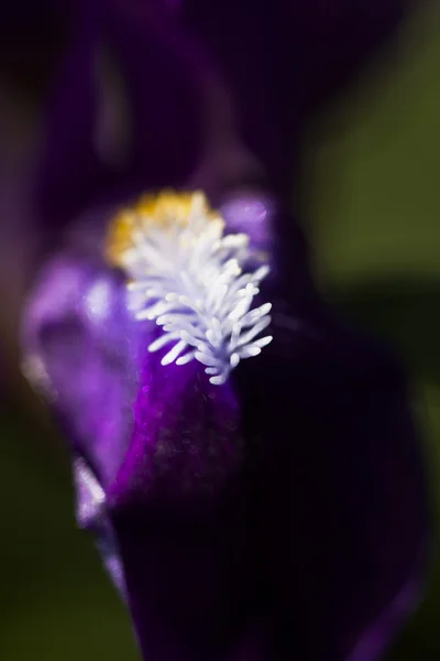 Flor da íris — Fotografia de Stock