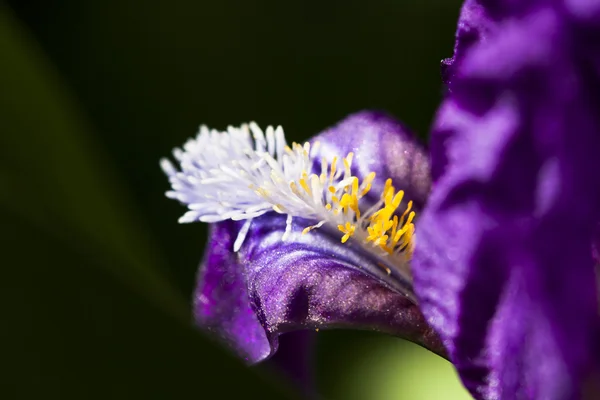 Iris bloem — Stockfoto