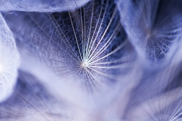 Composición abstracta con semillas de diente de león — Foto de Stock