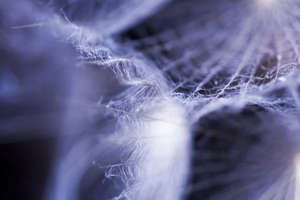 Abstract composition with dandelion seeds — Stock Photo, Image