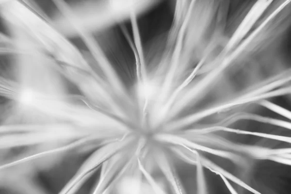 Zwart-wit abstracte compositie met paardebloem zaden — Stockfoto