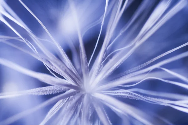 Abstract composition with dandelion seeds — Stock Photo, Image