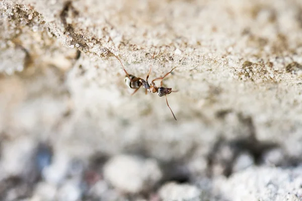 Pequena formiga em uma superfície de cimento — Fotografia de Stock