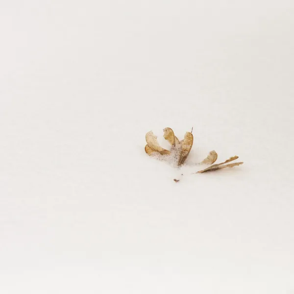 Abstract snow shapes with dried plants — Stock Photo, Image