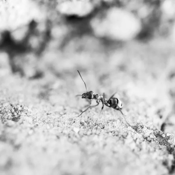 Pequena formiga em uma superfície de cimento — Fotografia de Stock