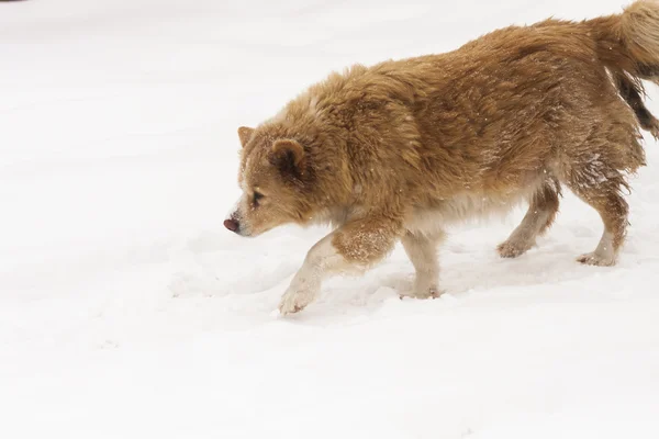 Chien rouge courant dans la neige — Photo