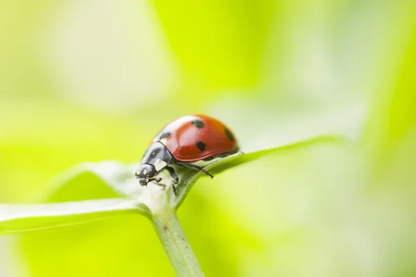Ladybug on a green leaf — Stock Photo, Image