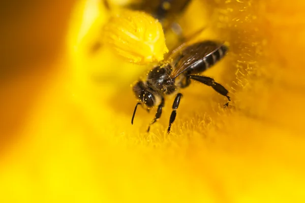 南瓜花里面的蜂蜜蜜蜂的详细信息 — 图库照片