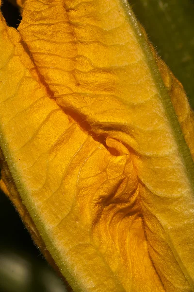 Fleur de citrouille jaune — Photo