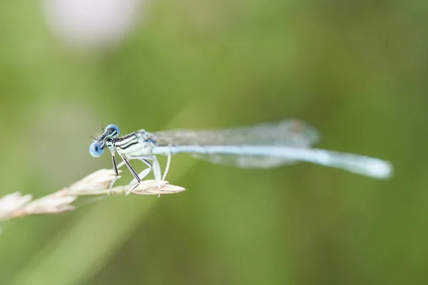 Detalhes de uma libélula em uma planta seca — Fotografia de Stock