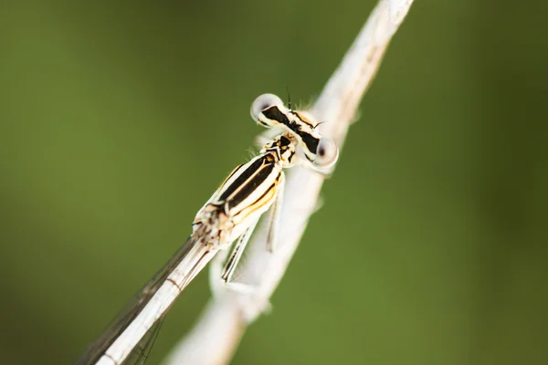 Detalhes de uma libélula em uma planta seca — Fotografia de Stock