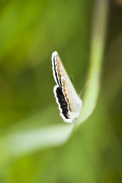 Papillon sur une plante séchée à fond naturel — Photo