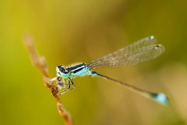 Détails d'une libellule sur une plante séchée — Photo