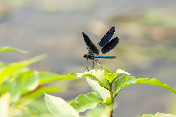 Blaue Libelle auf einer grünen Pflanze — Stockfoto