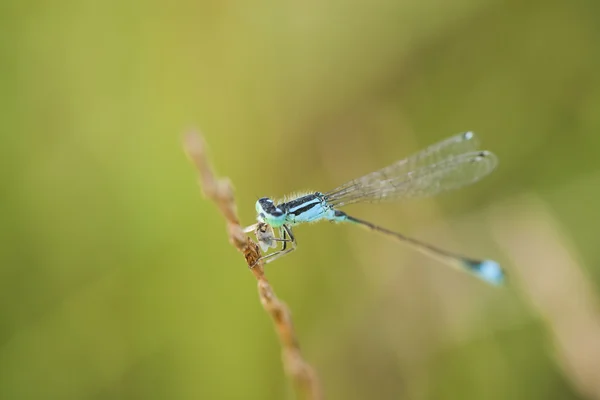 Szczegóły z dragonfly na suszonych roślin — Zdjęcie stockowe