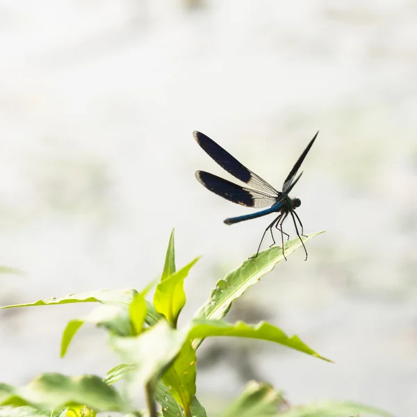 Libellule bleue sur une plante verte — Photo