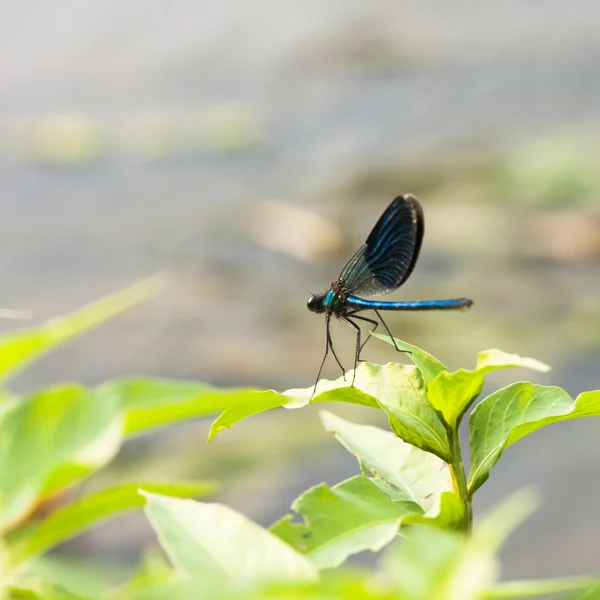 Libellule bleue sur une plante verte — Photo