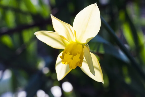 Blommande påsklilja — Stockfoto