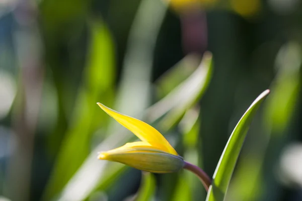 Yellow wild tulip — Stock Photo, Image