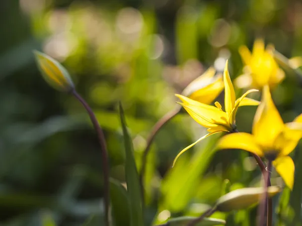 Tulipes sauvages jaunes (tulipes Bieberstein ) — Photo