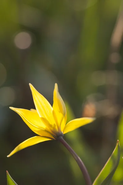 Žlutá divoké Tulipán — Stock fotografie