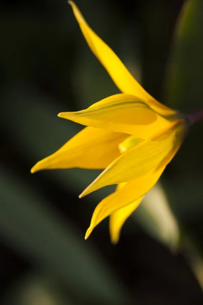 Tulipe sauvage jaune — Photo