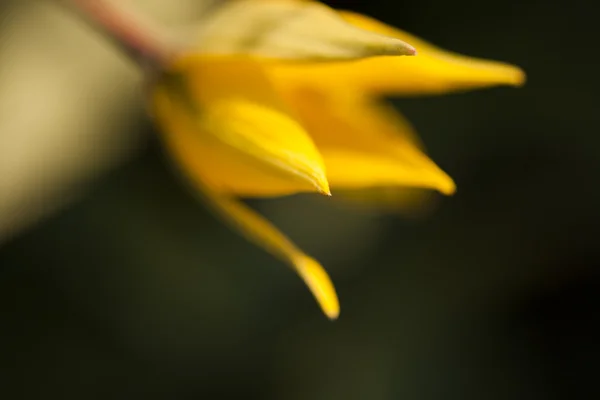 Sárga, vad tulipán — Stock Fotó