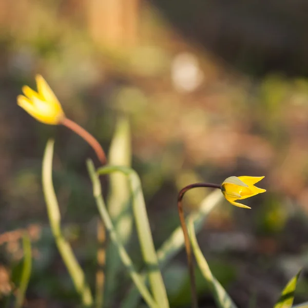 Tulipes sauvages jaunes (tulipes Bieberstein ) — Photo