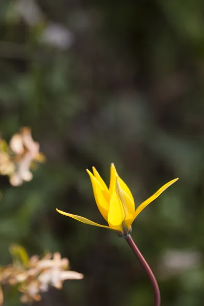 Tulipe sauvage jaune — Photo