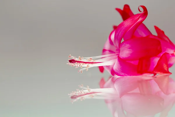 Pink Schlumbergera flower with details — Stock Photo, Image