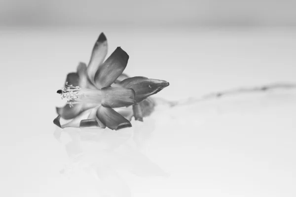 Imagem em preto e branco da flor de schlumbergera — Fotografia de Stock