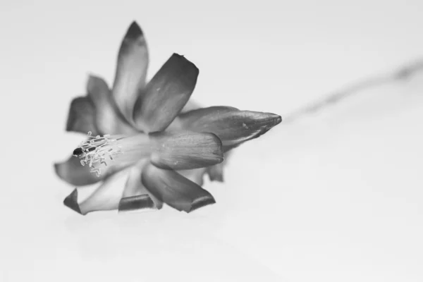 Image en noir et blanc de la fleur de schlumbergera — Photo