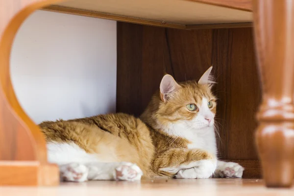 Krásná kočka pod kuchyňským stolem — Stock fotografie