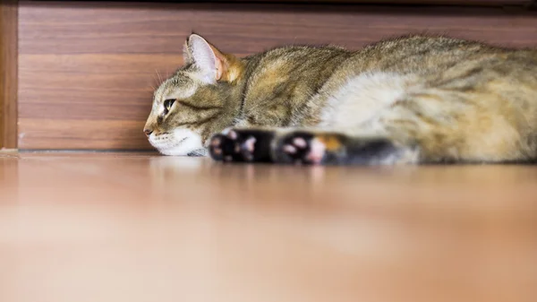 Krásná kočka sedí na podlaze — Stock fotografie