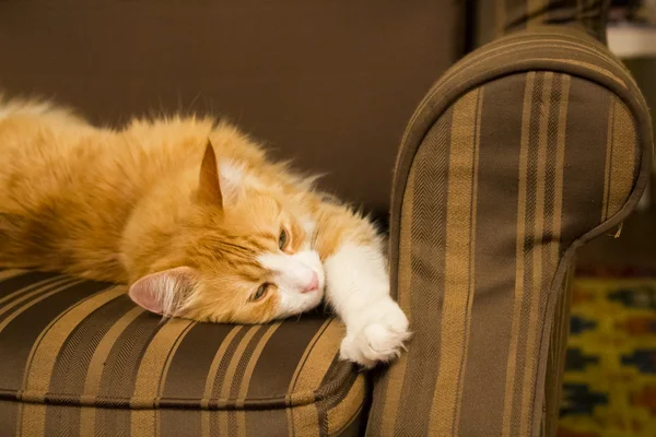 Tomcat on a brown armchair — Stock Photo, Image