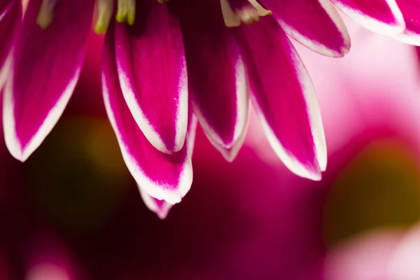 Rosa krysantemum blomma med Detaljer — Stockfoto