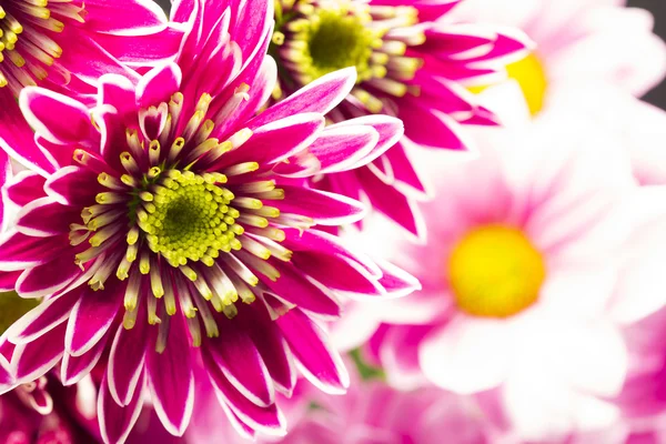 Grupp av vackra chrysanthemum blommor — Stockfoto