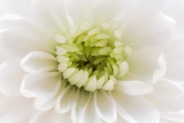 White chrysanthemum flower — Stock Photo, Image